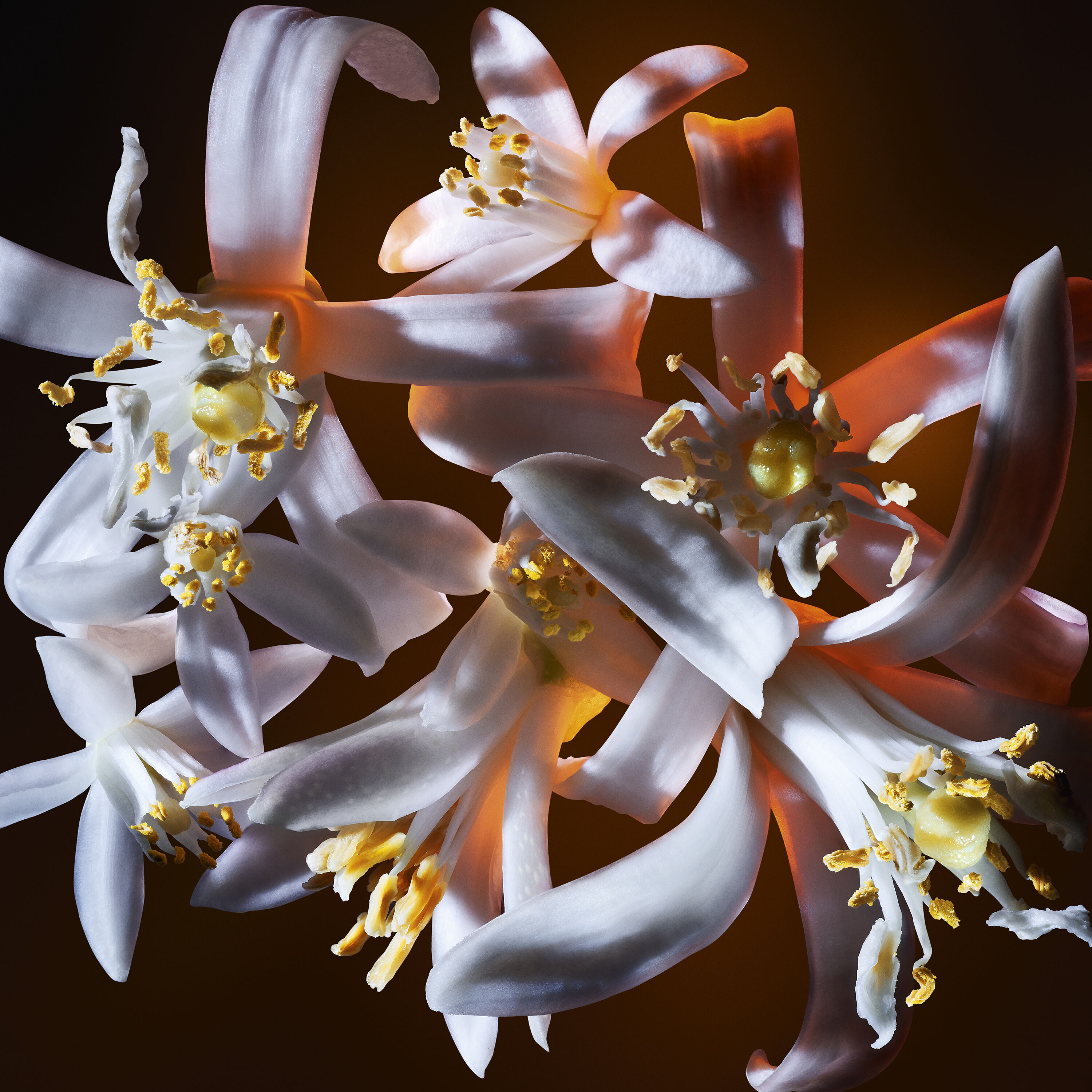 Perfume sensual flor de laranjeira LIBRE FLORALE EAU DE PARFUM de YSL Beauty